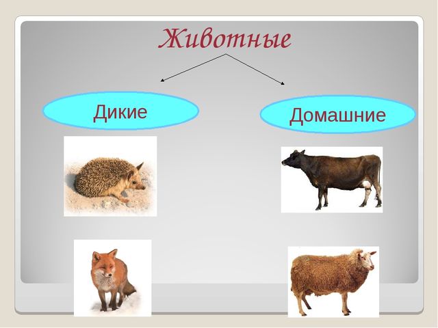 Презентация на тему "Дикие и домашние животные"