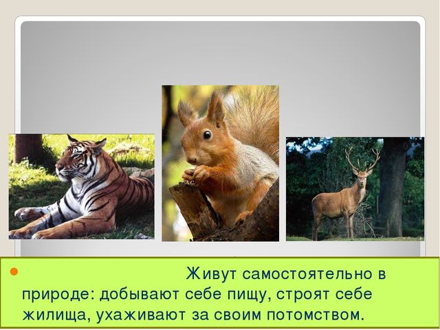 Презентация на тему "Дикие и домашние животные"