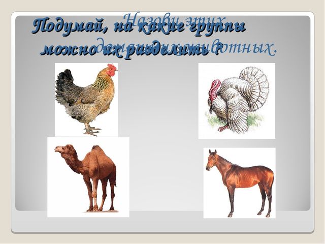 Презентация на тему "Дикие и домашние животные"