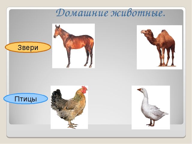 Презентация на тему "Дикие и домашние животные"