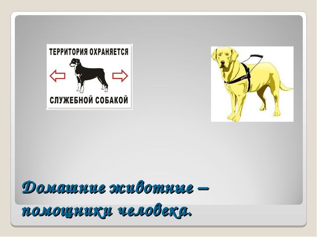 Презентация на тему "Дикие и домашние животные"