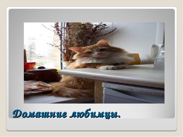 Презентация на тему "Дикие и домашние животные"