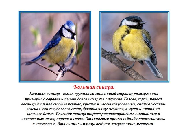 Презентация.Трудно птицам зимовать-надо птицам помогать.