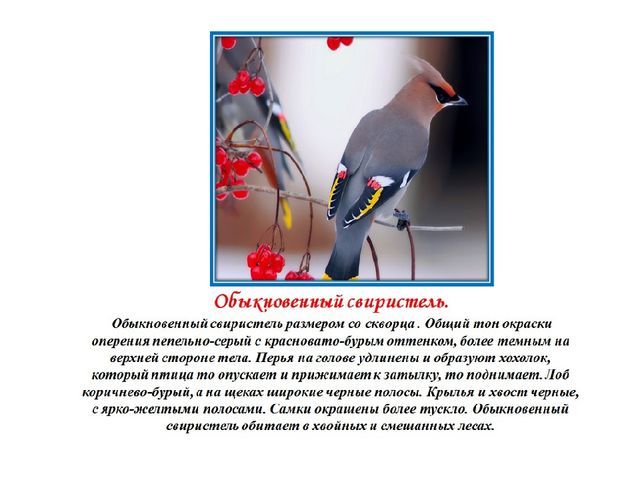 Презентация.Трудно птицам зимовать-надо птицам помогать.