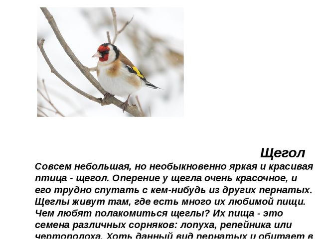 Презентация.Трудно птицам зимовать-надо птицам помогать.