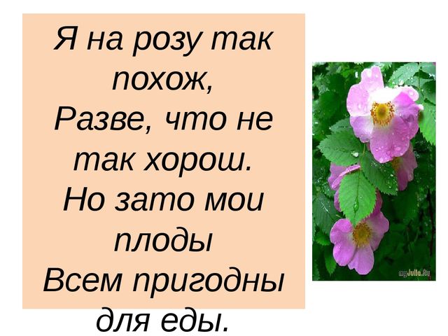 Презентация "Леса России. Деревья и кустарники лесов России."