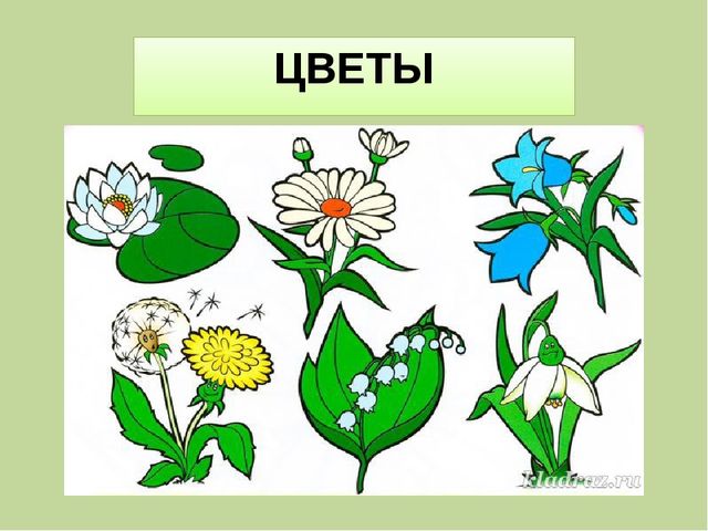 Презентация для занятия в "Школе дошкольника" на тему: "Назови группу предметов"