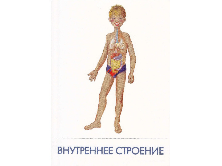 Презентация по физкультуре на тему "Как устроен человек"