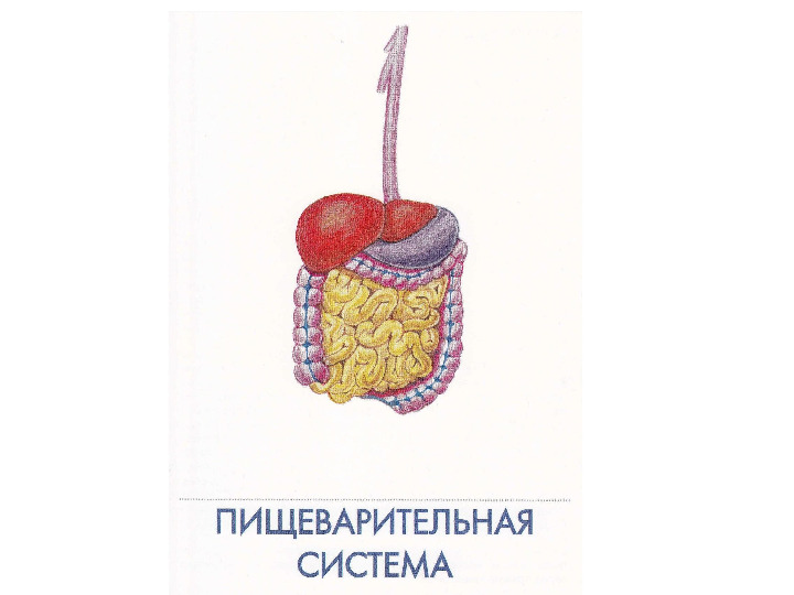 Презентация по физкультуре на тему "Как устроен человек"