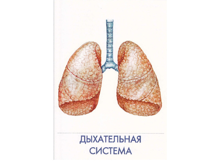 Презентация по физкультуре на тему "Как устроен человек"