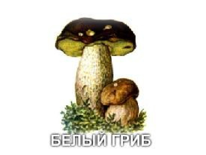 Презентация по экологии "Грибы"