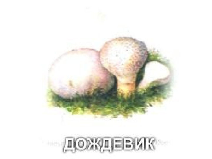 Презентация по экологии "Грибы"