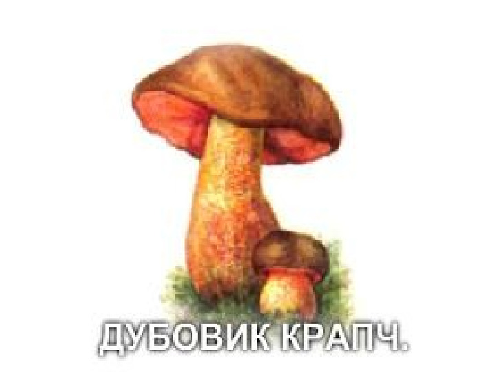 Презентация по экологии "Грибы"