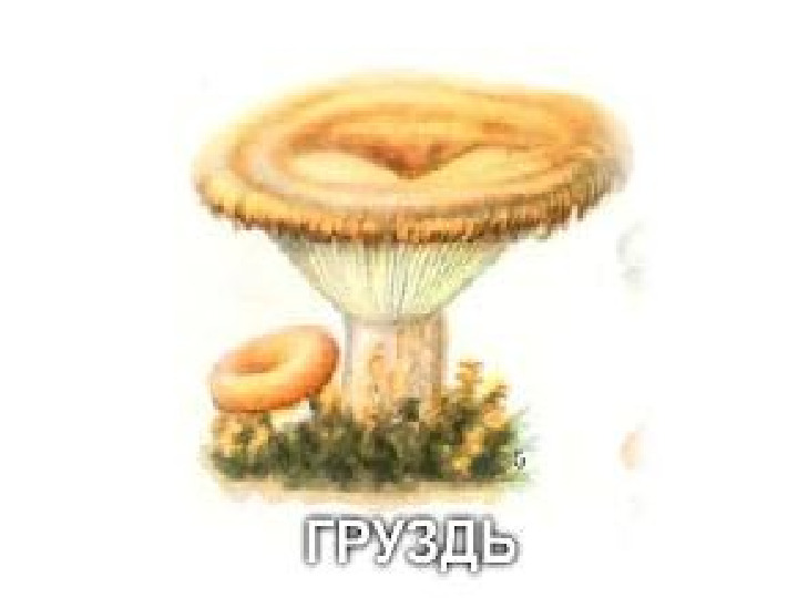 Презентация по экологии "Грибы"