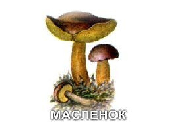Презентация по экологии "Грибы"