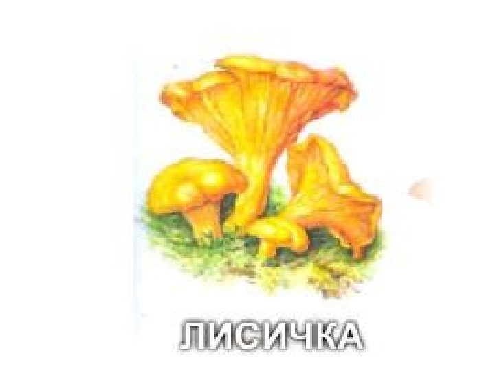Презентация по экологии "Грибы"
