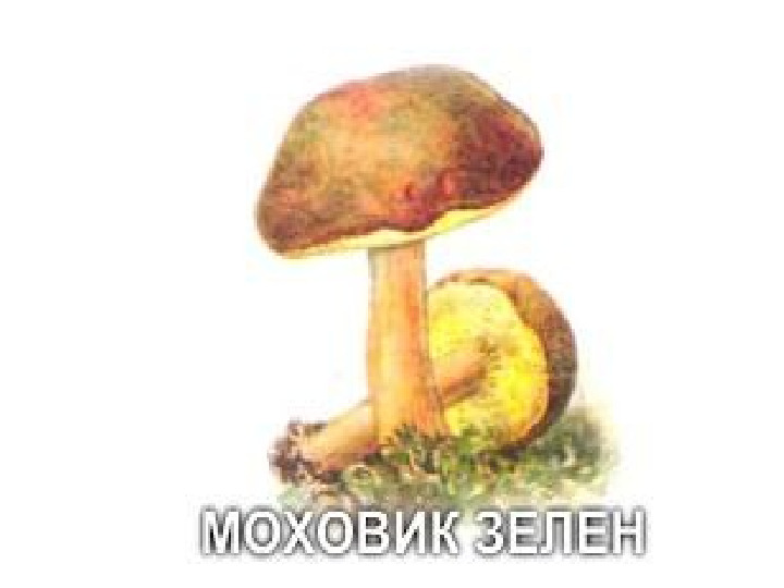 Презентация по экологии "Грибы"