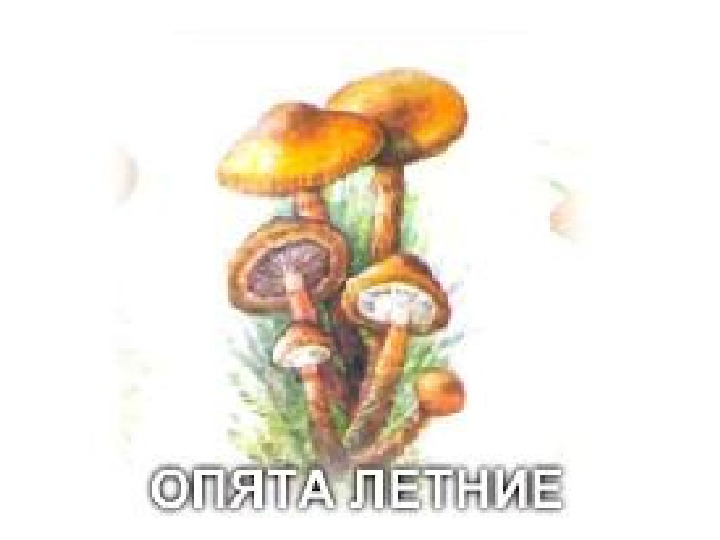 Презентация по экологии "Грибы"