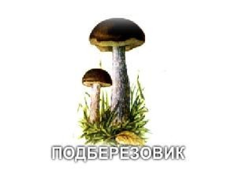 Презентация по экологии "Грибы"