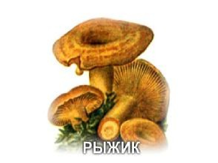 Презентация по экологии "Грибы"