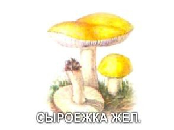 Презентация по экологии "Грибы"