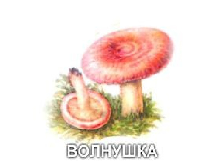 Презентация по экологии "Грибы"