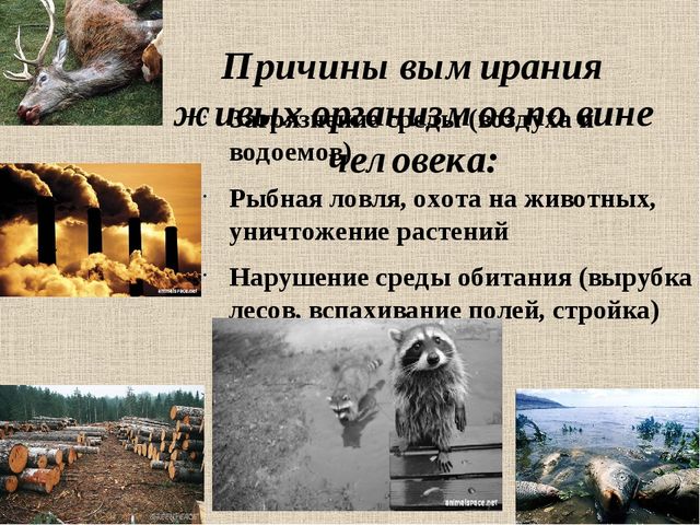Презентация "По страницам Красной книги" для подготовительной группы детского сада