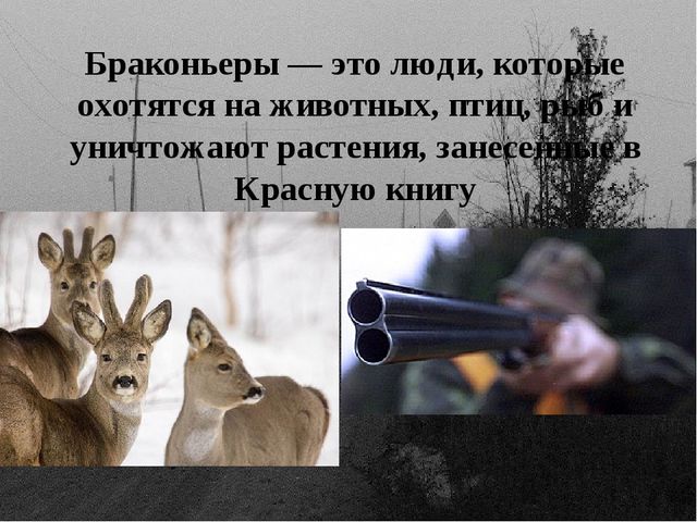 Презентация "По страницам Красной книги" для подготовительной группы детского сада