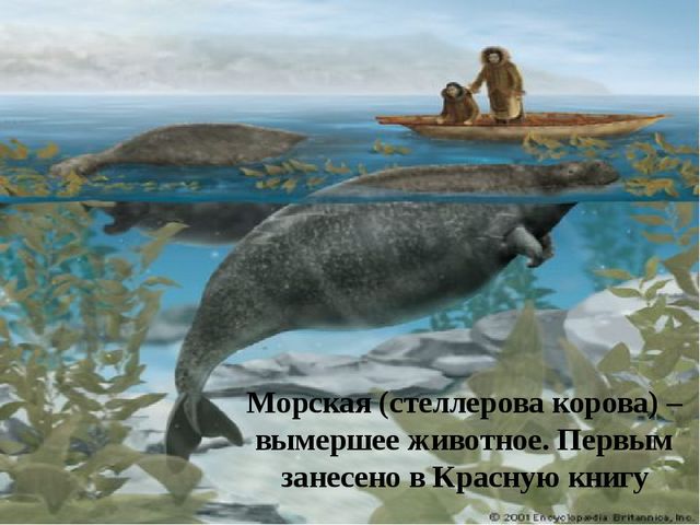 Презентация "По страницам Красной книги" для подготовительной группы детского сада