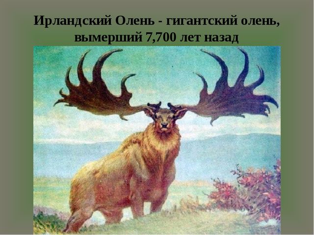 Презентация "По страницам Красной книги" для подготовительной группы детского сада