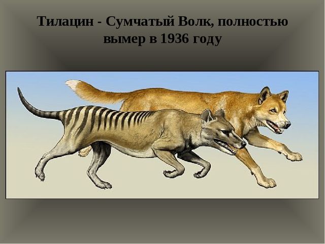 Презентация "По страницам Красной книги" для подготовительной группы детского сада