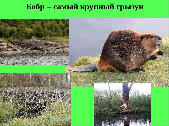 Презентация "По страницам Красной книги" для подготовительной группы детского сада