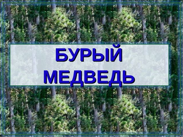 Все о буром медведе