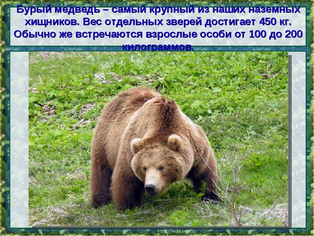 Все о буром медведе
