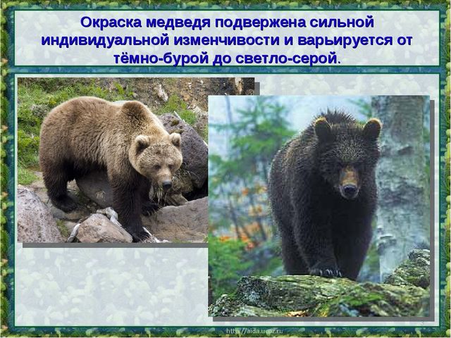 Все о буром медведе