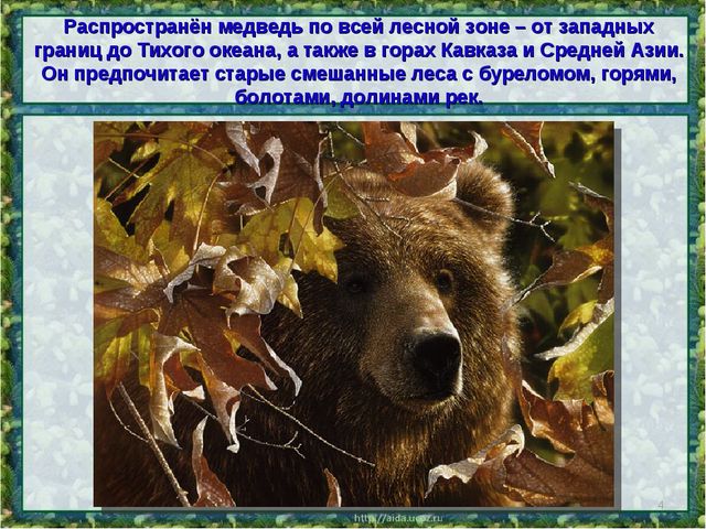Все о буром медведе