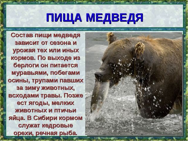 Все о буром медведе