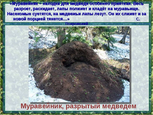 Все о буром медведе