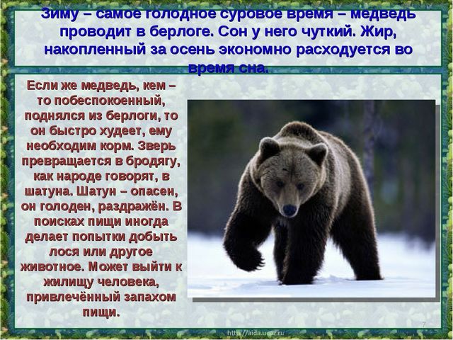Все о буром медведе