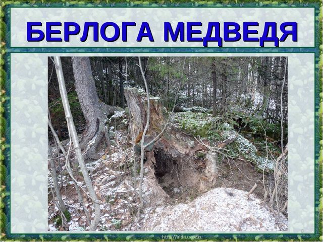 Все о буром медведе