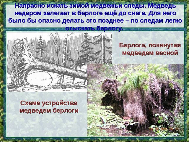Все о буром медведе