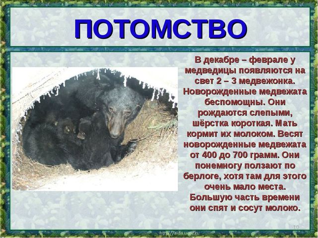 Все о буром медведе