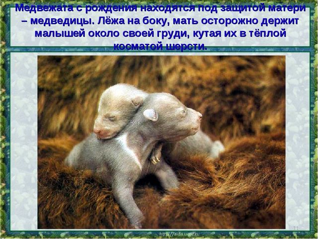 Все о буром медведе