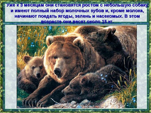 Все о буром медведе