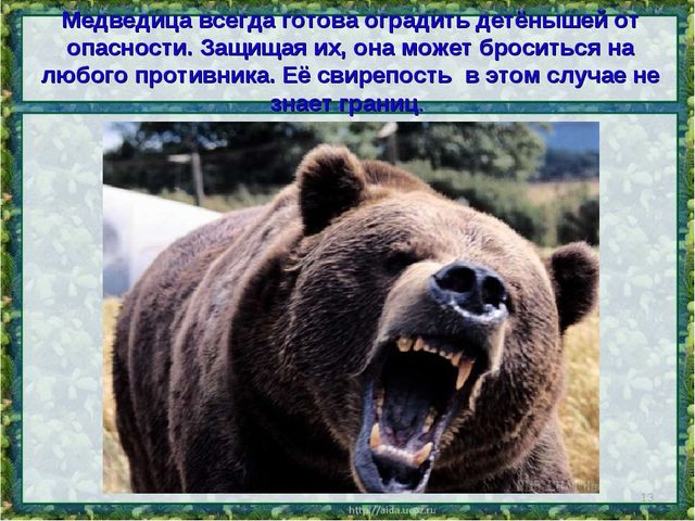 Все о буром медведе