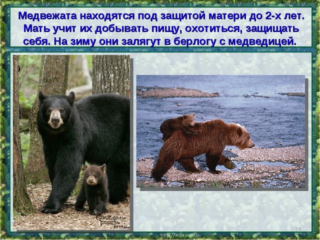 Все о буром медведе