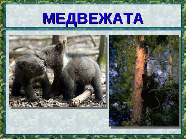 Все о буром медведе