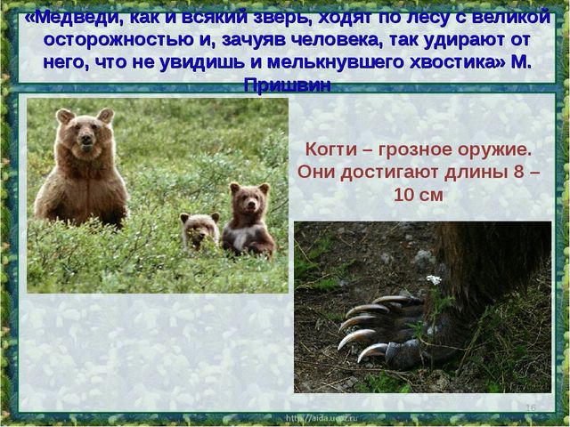 Все о буром медведе