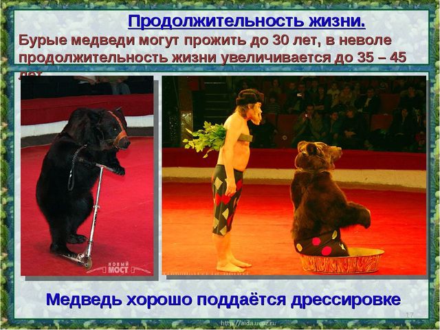 Все о буром медведе