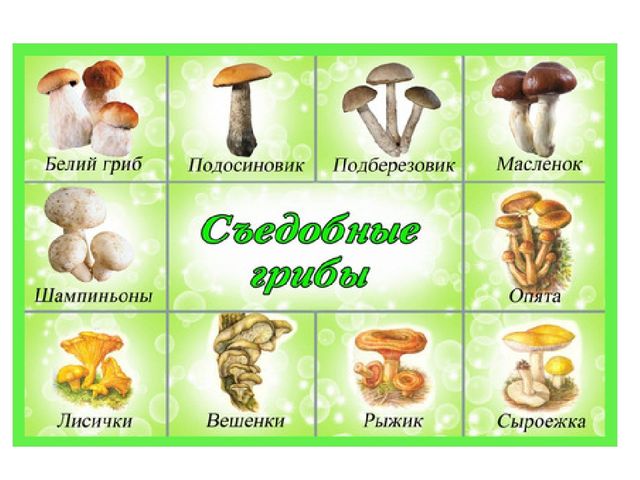 Презентация на тему "Съедобные и несъедобные грибы"